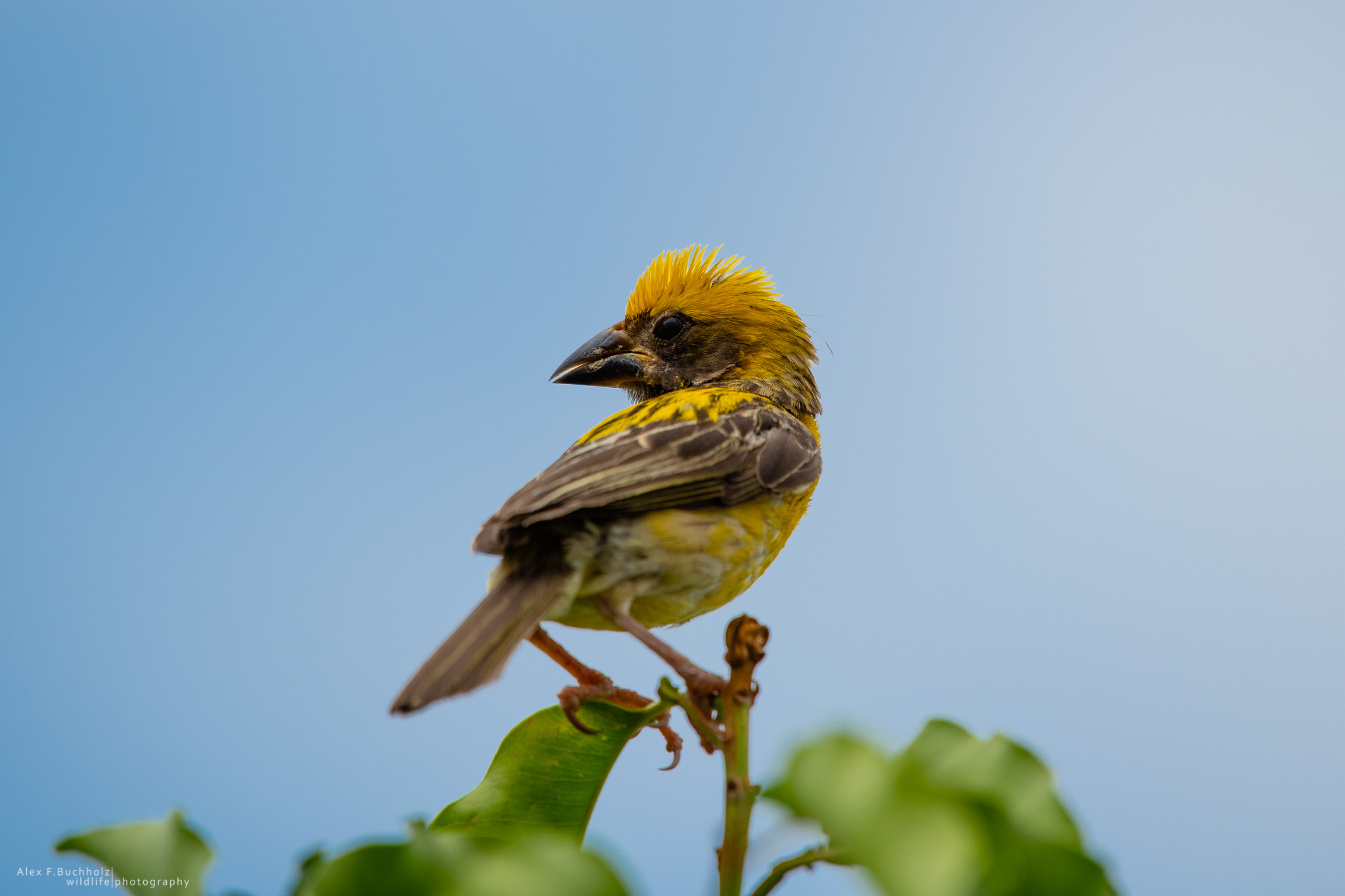 Streaked Weaver