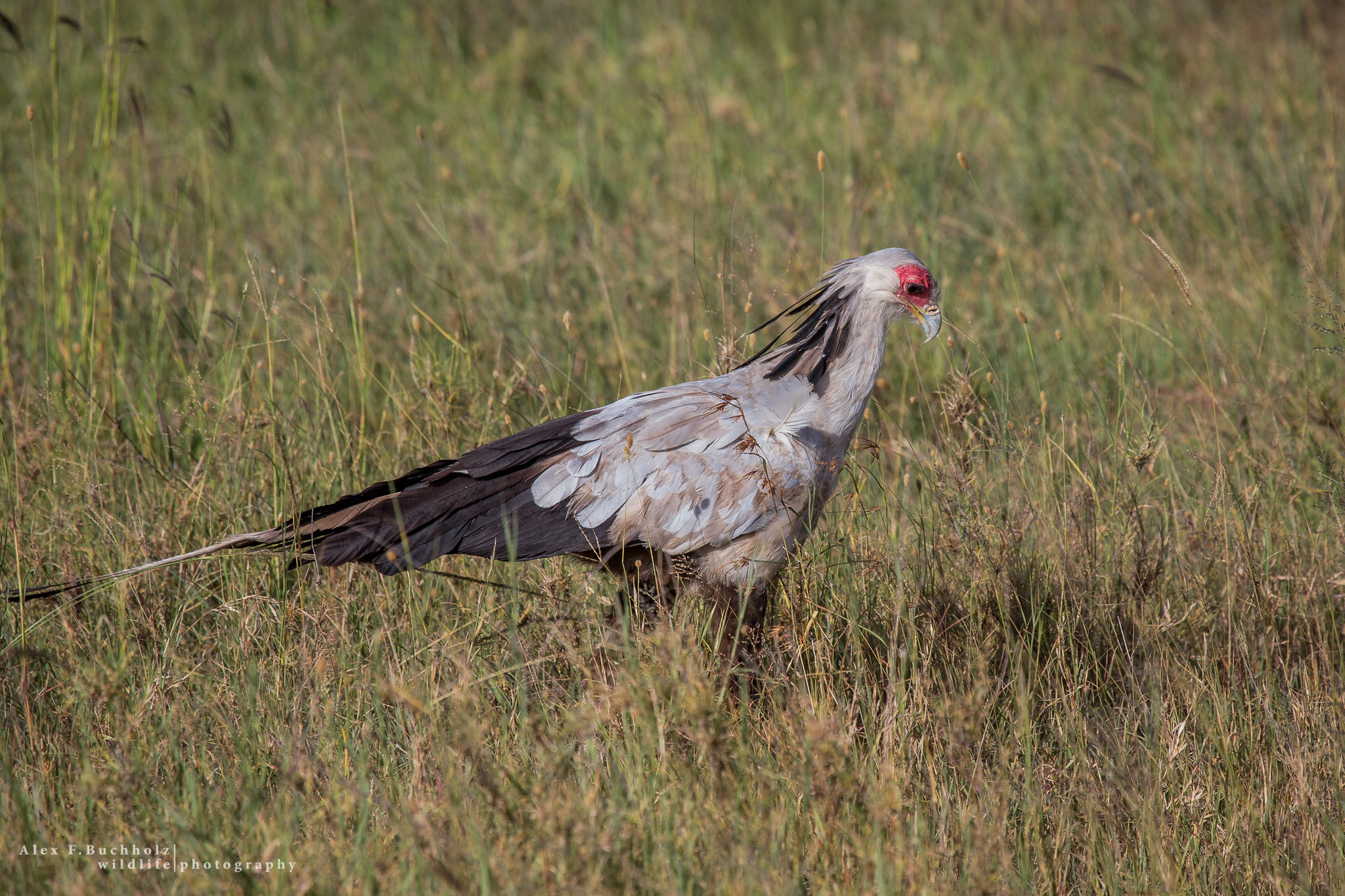 Secretary Bird