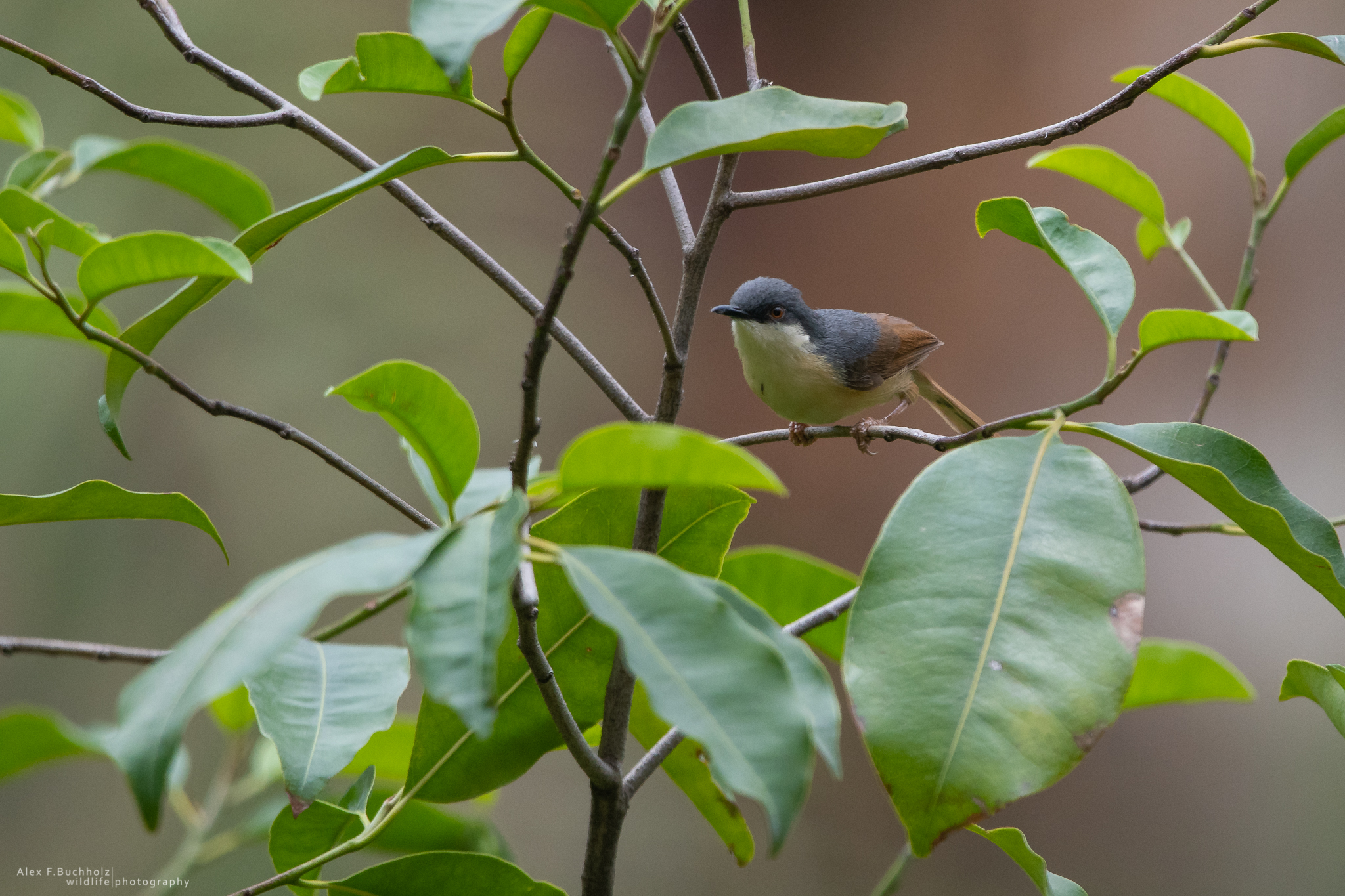 Ashy Wren Warbler