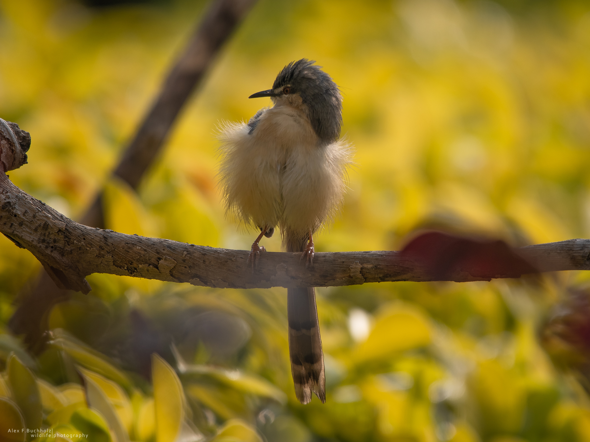Ashy Wren Warbler