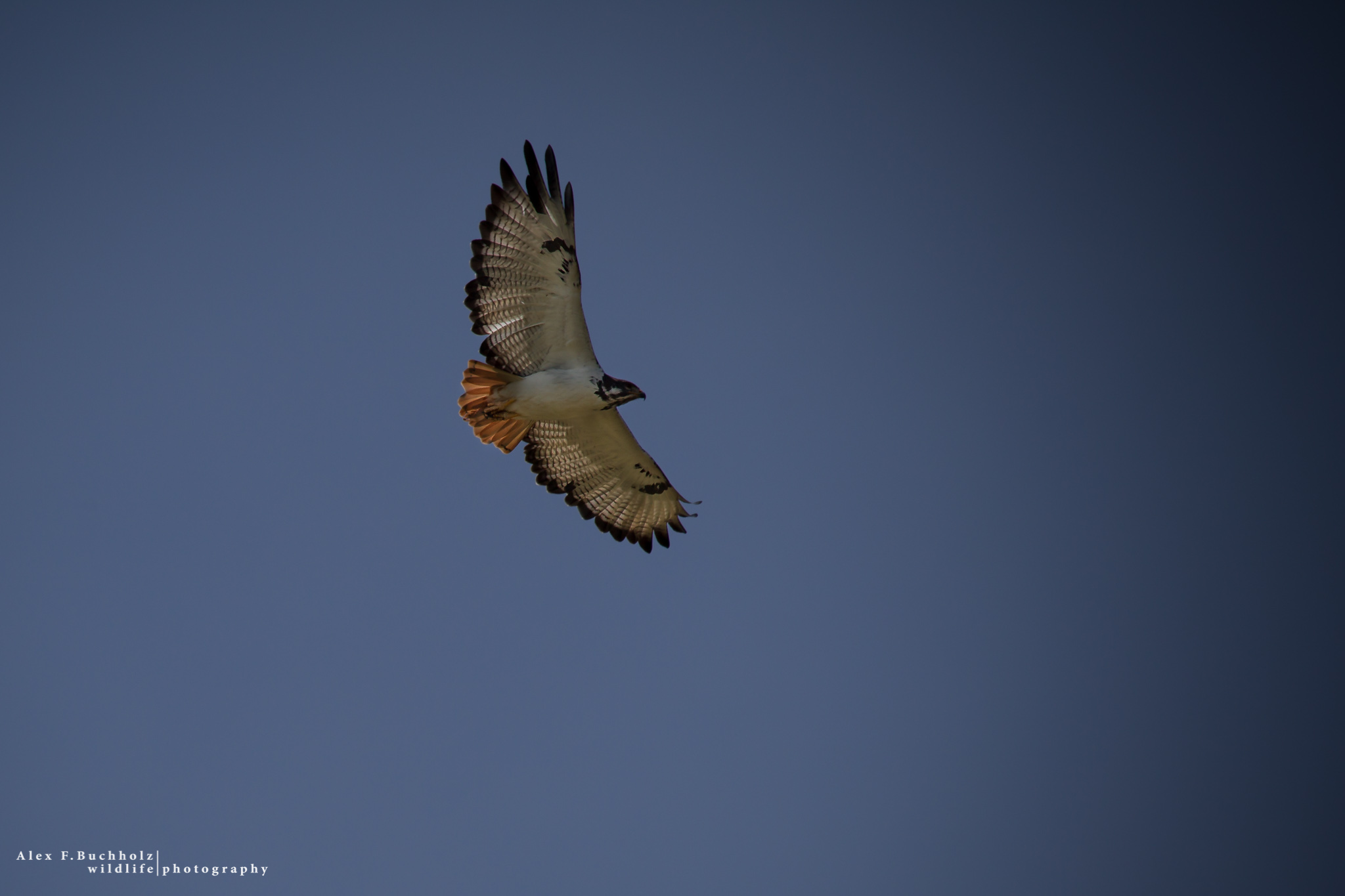 Augur Buzzard
