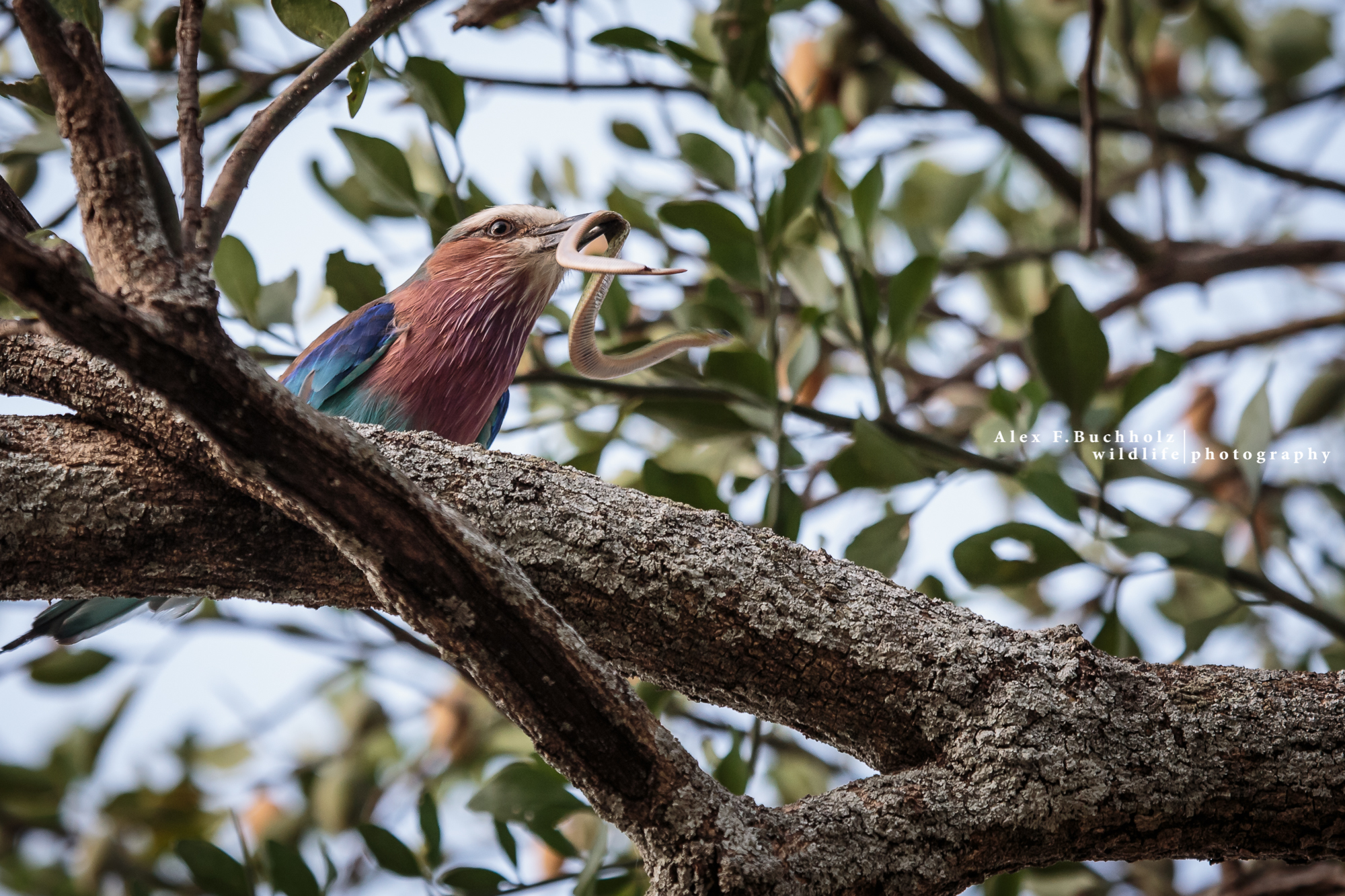 African Roller + Snake