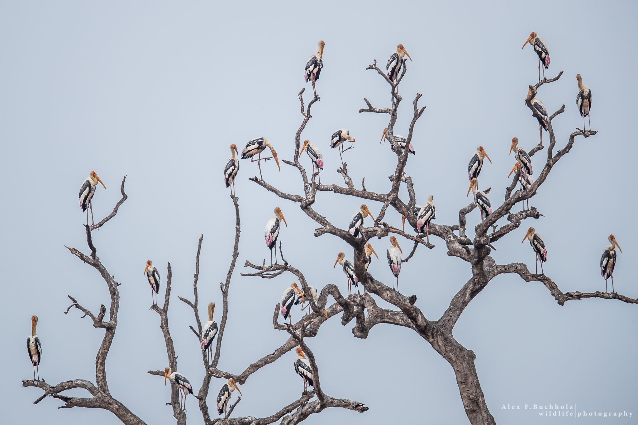 Stork Tree