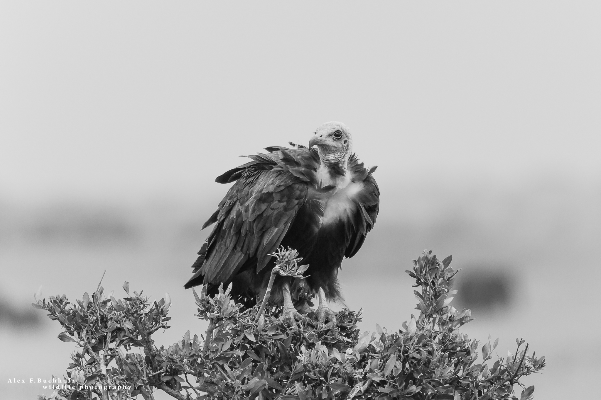 Lappet-faced Vulture