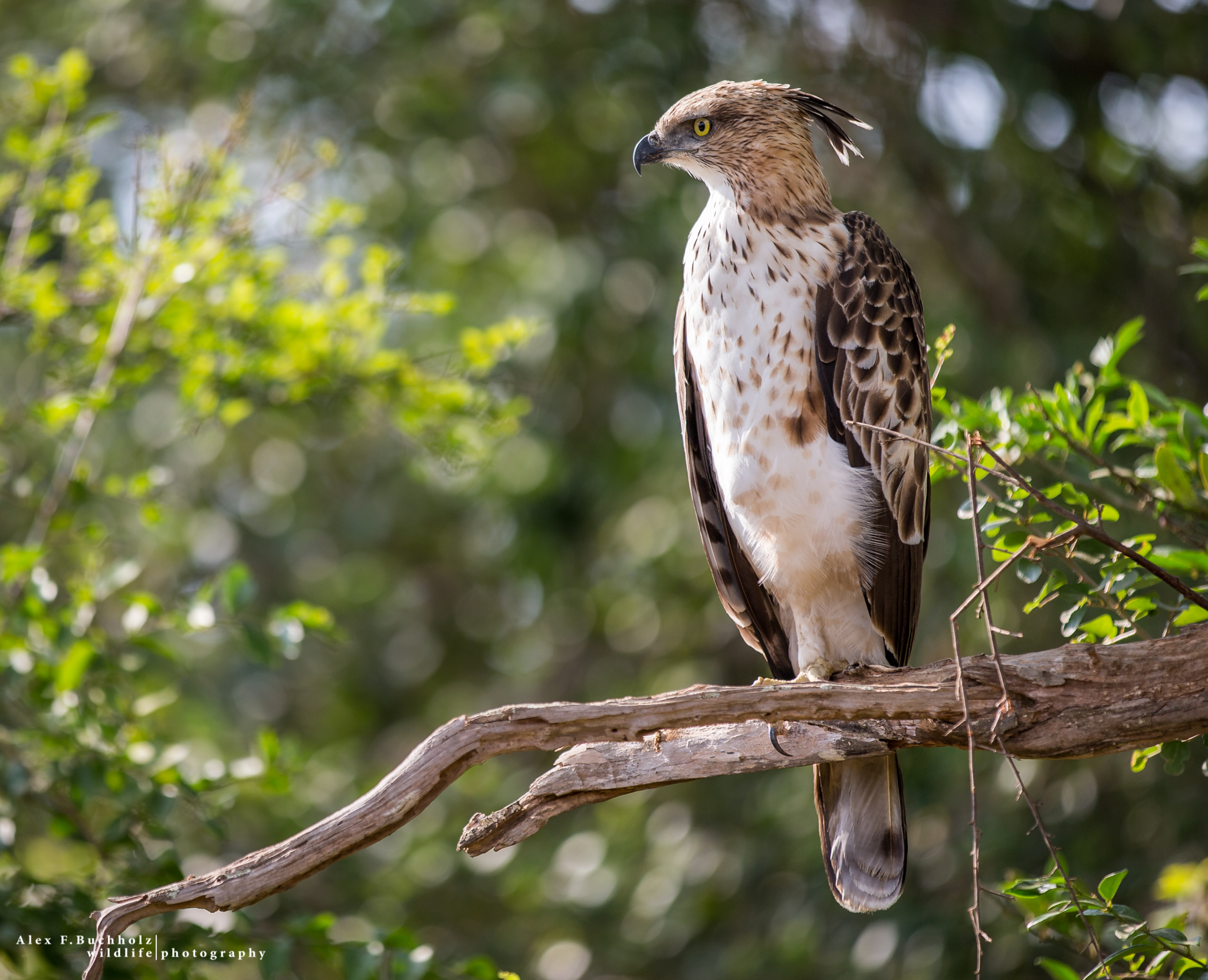 Crested Hawk Eagle