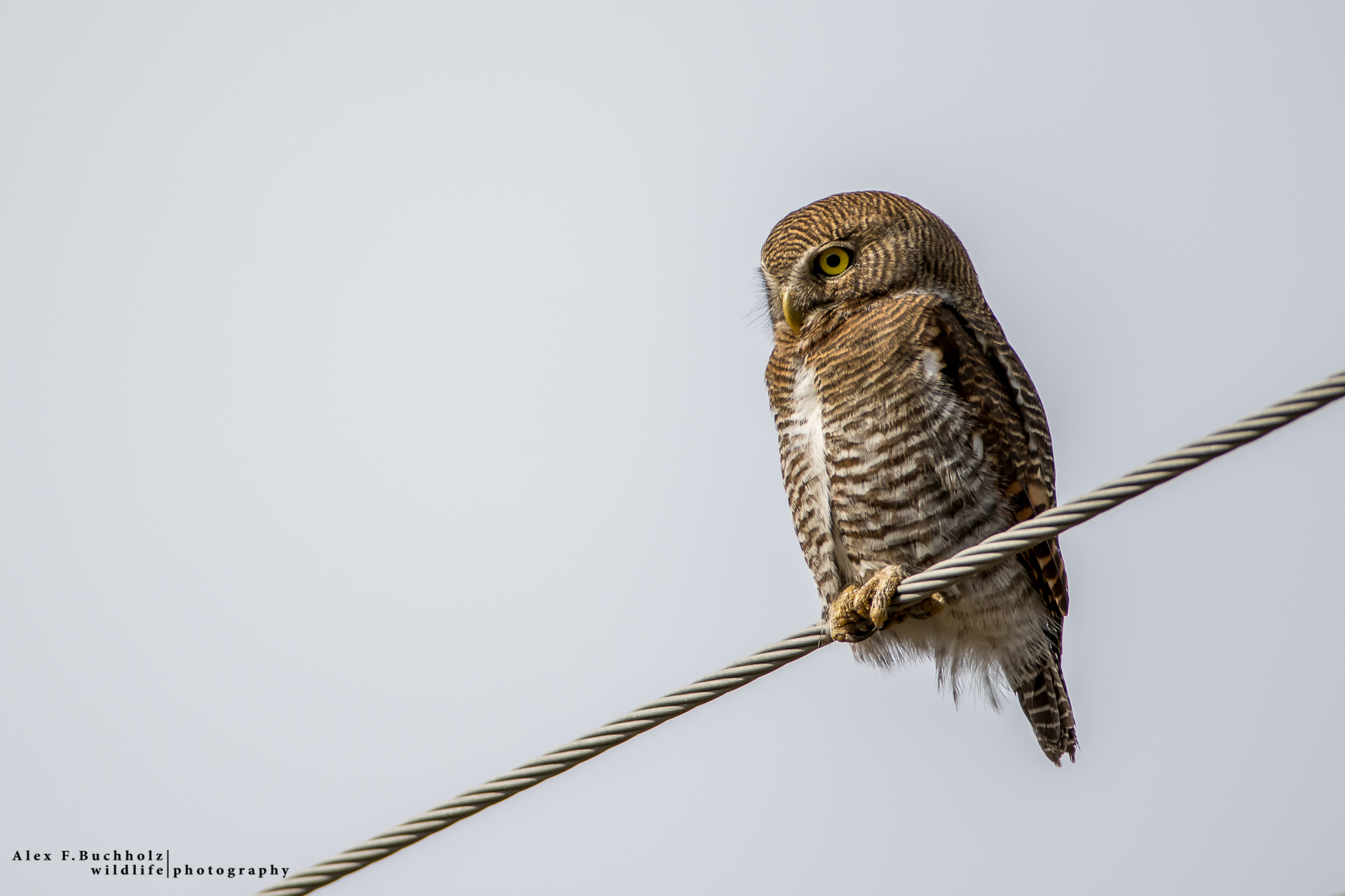 Jungle Owlet