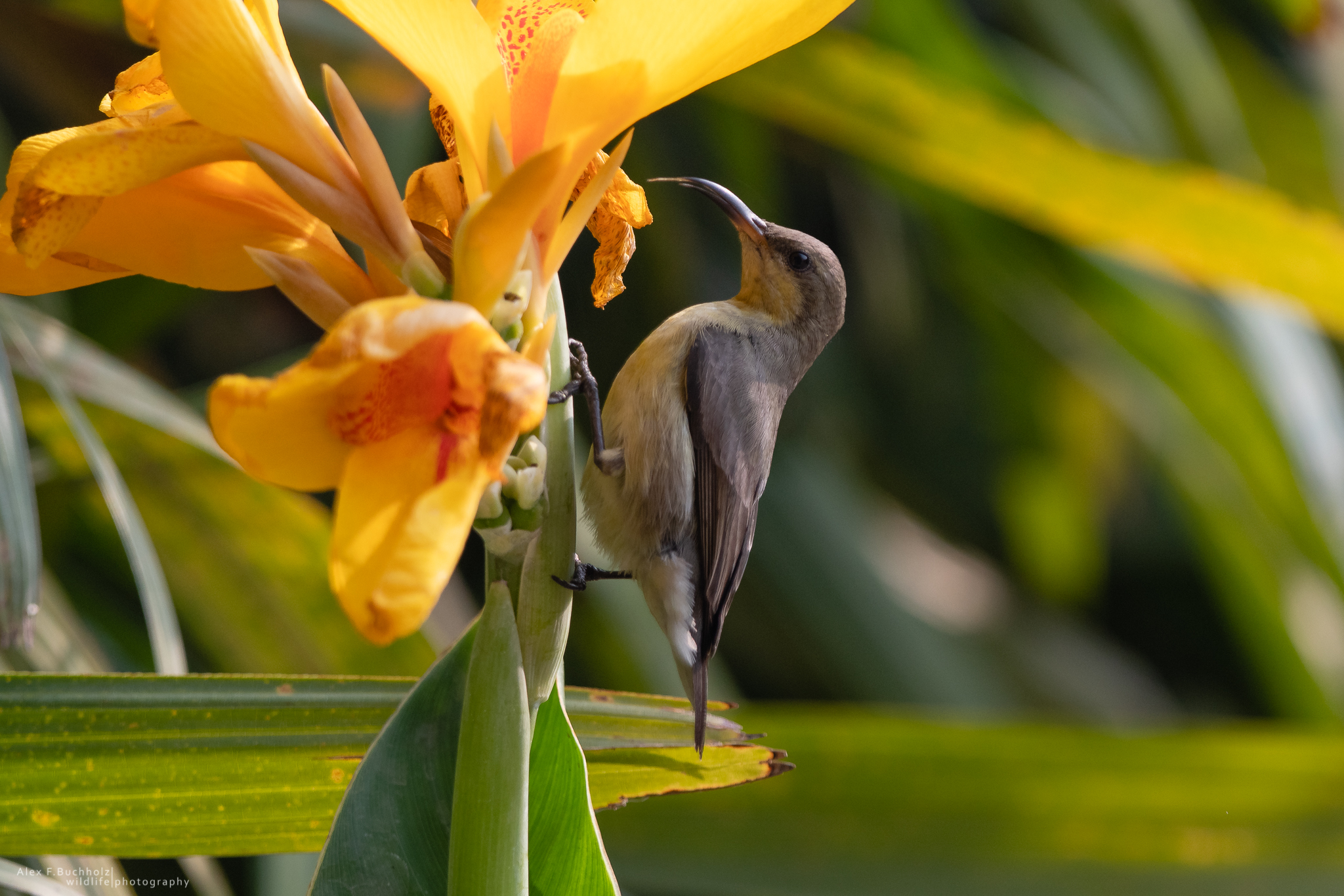 Indian Sunbird