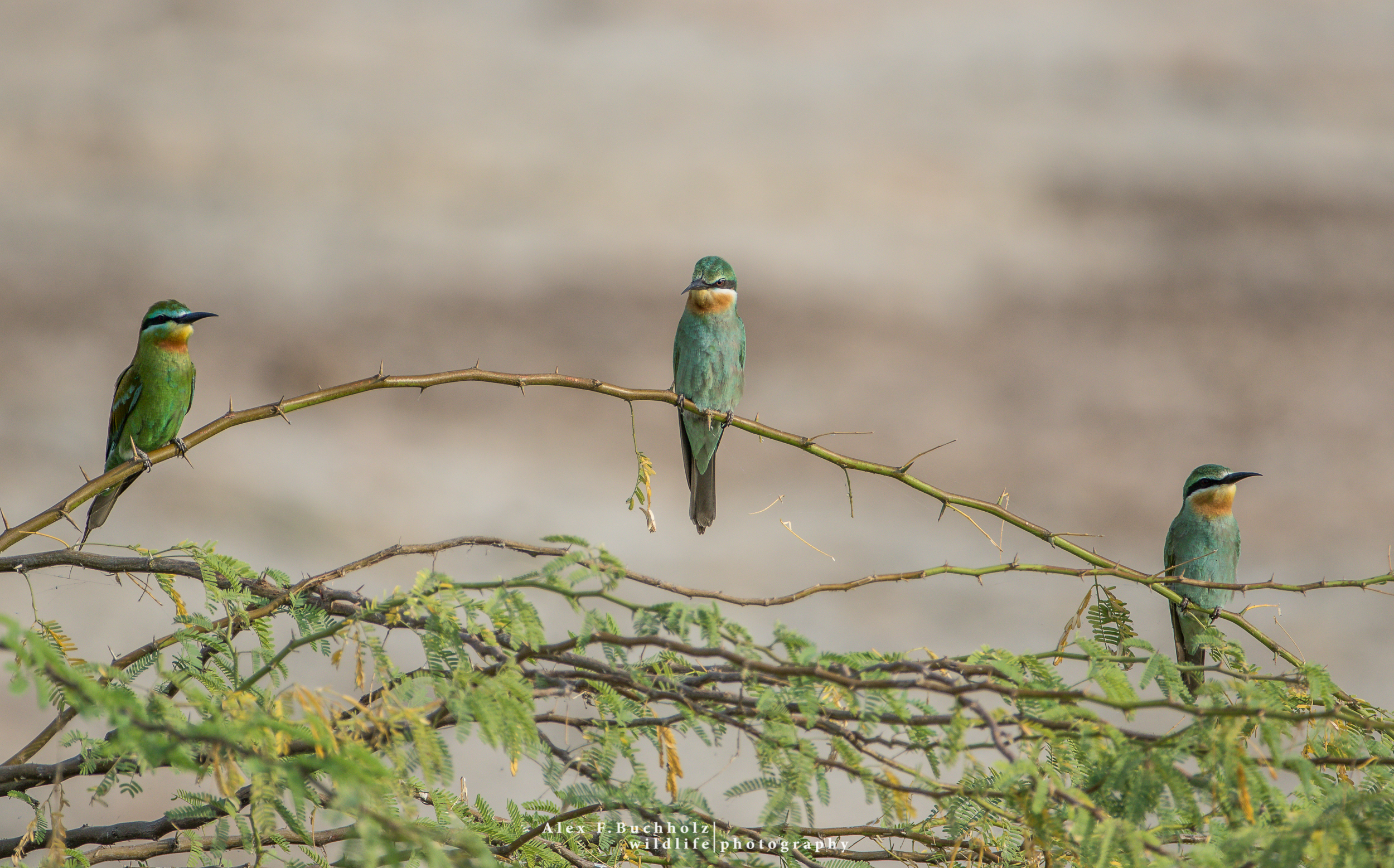Blue Tailed Bee-Eater