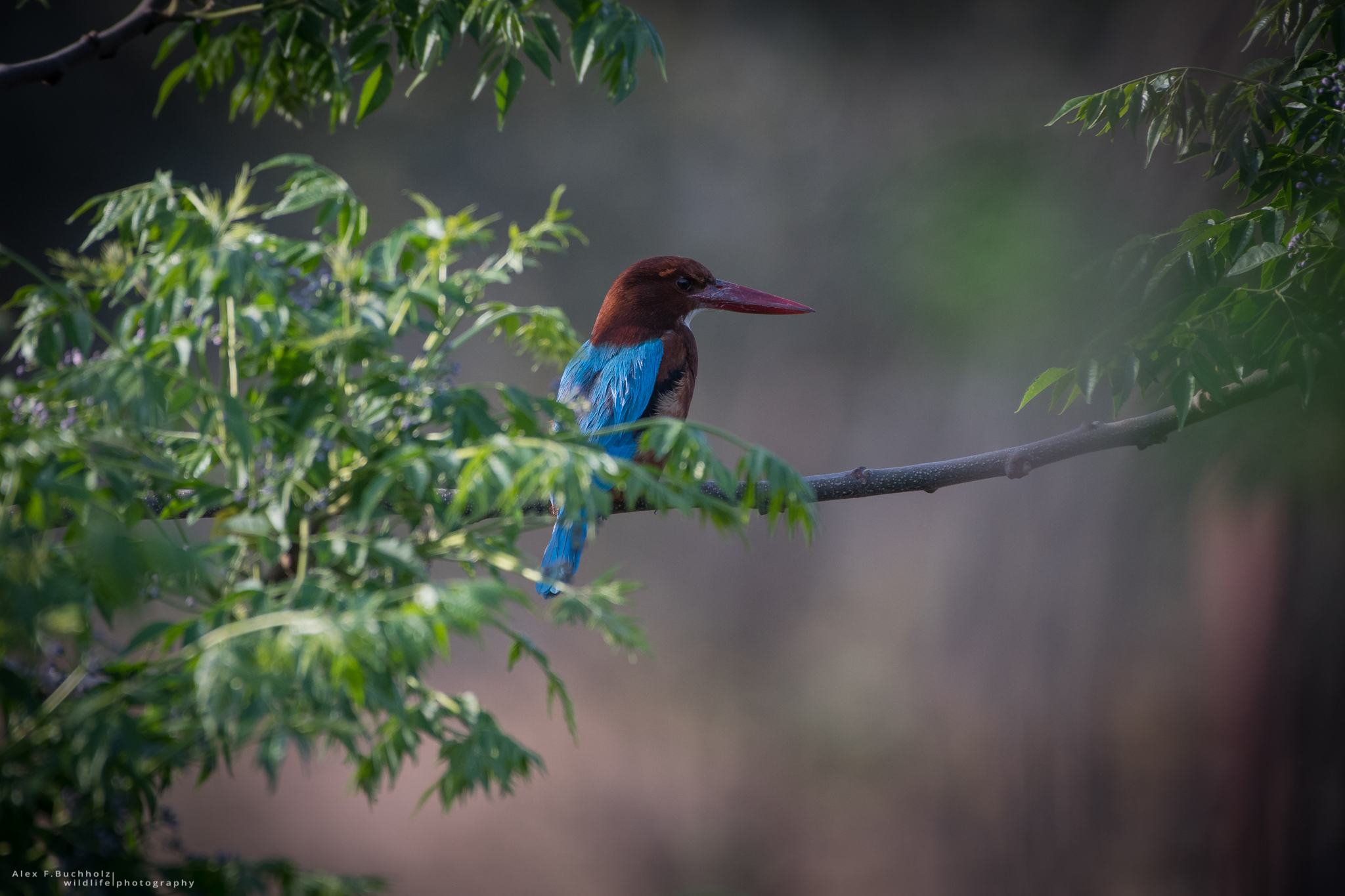 White-Throated Kingfischer
