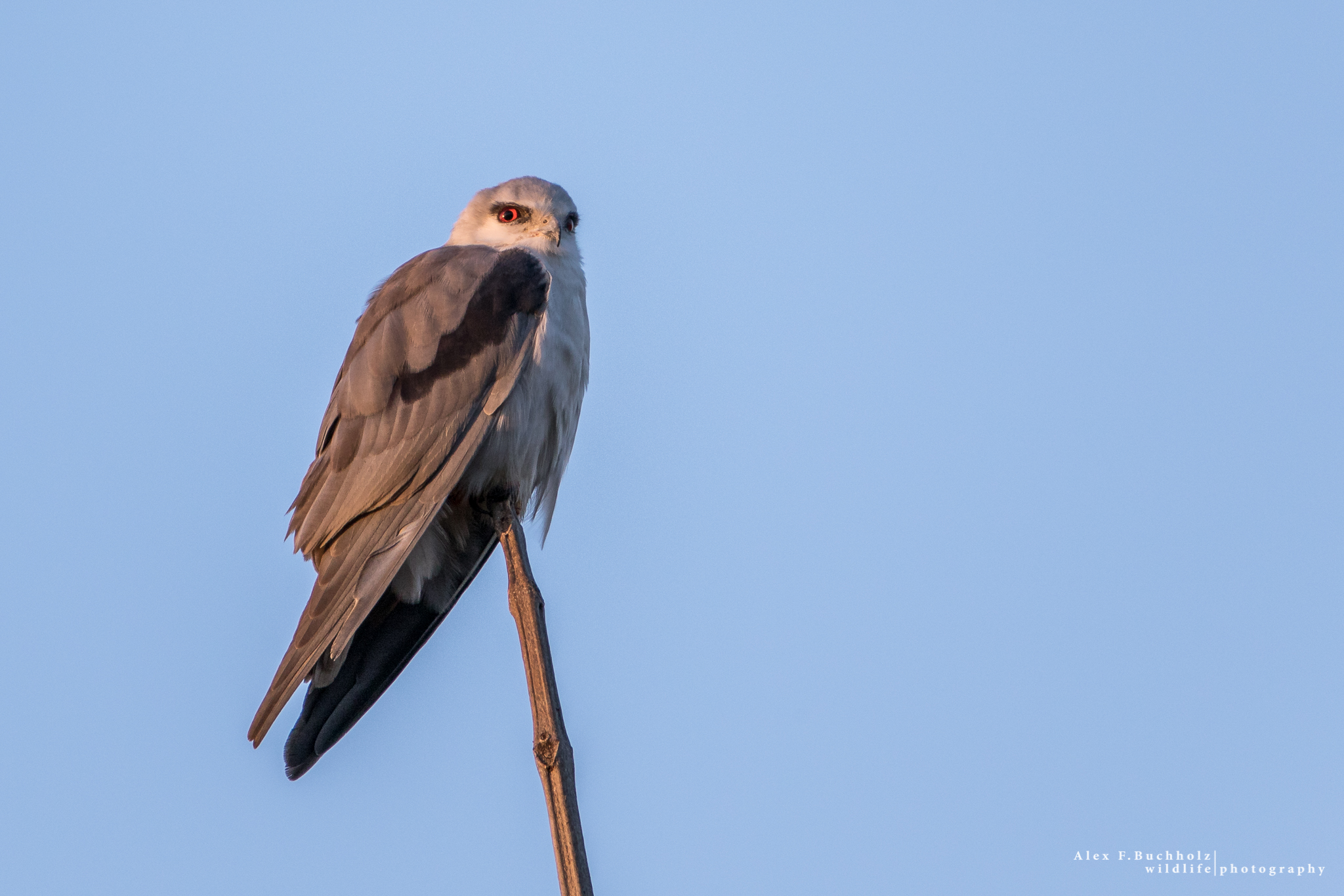 Black Winged Kite