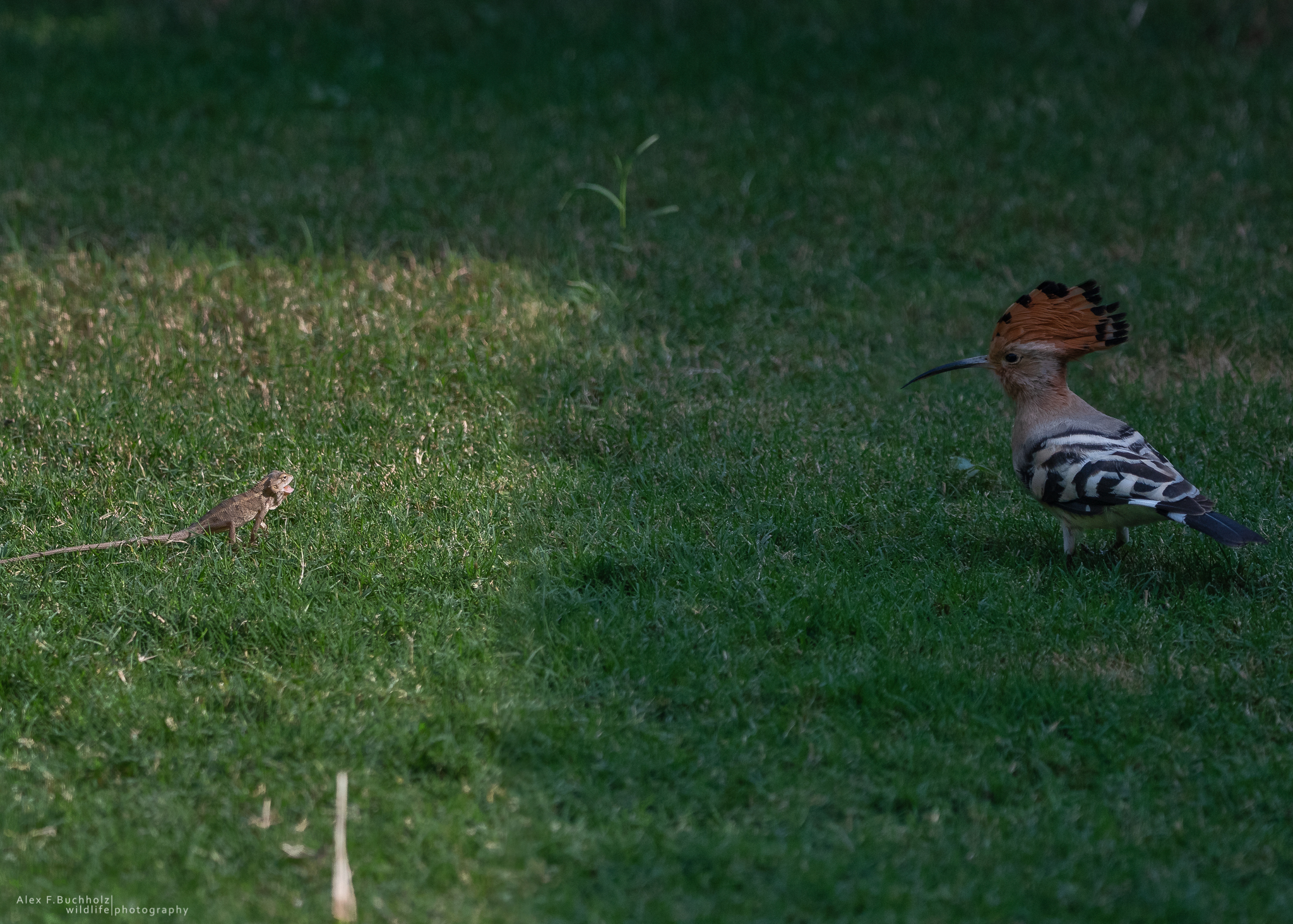 Hoopoes with Indian Lizard