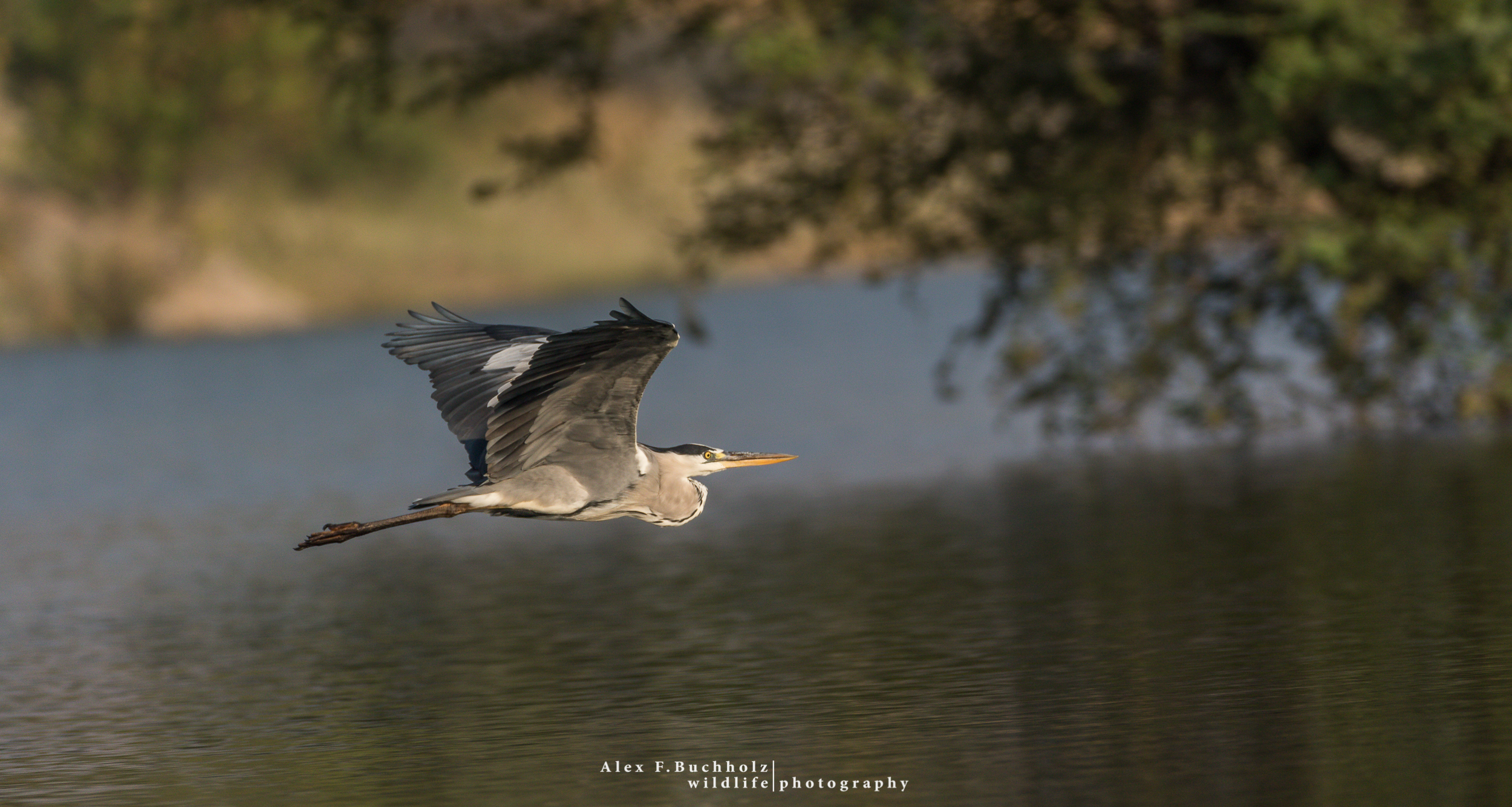 Purple Heron