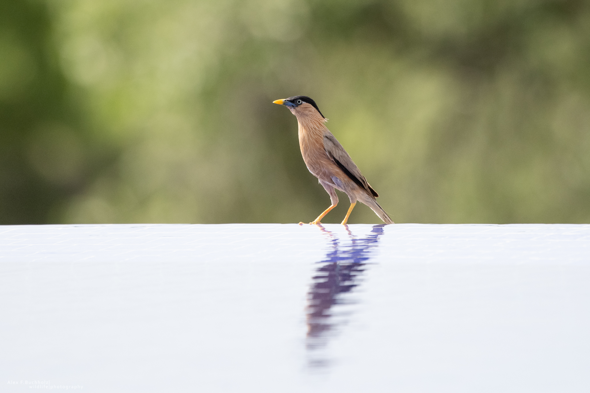Brahminy Starling