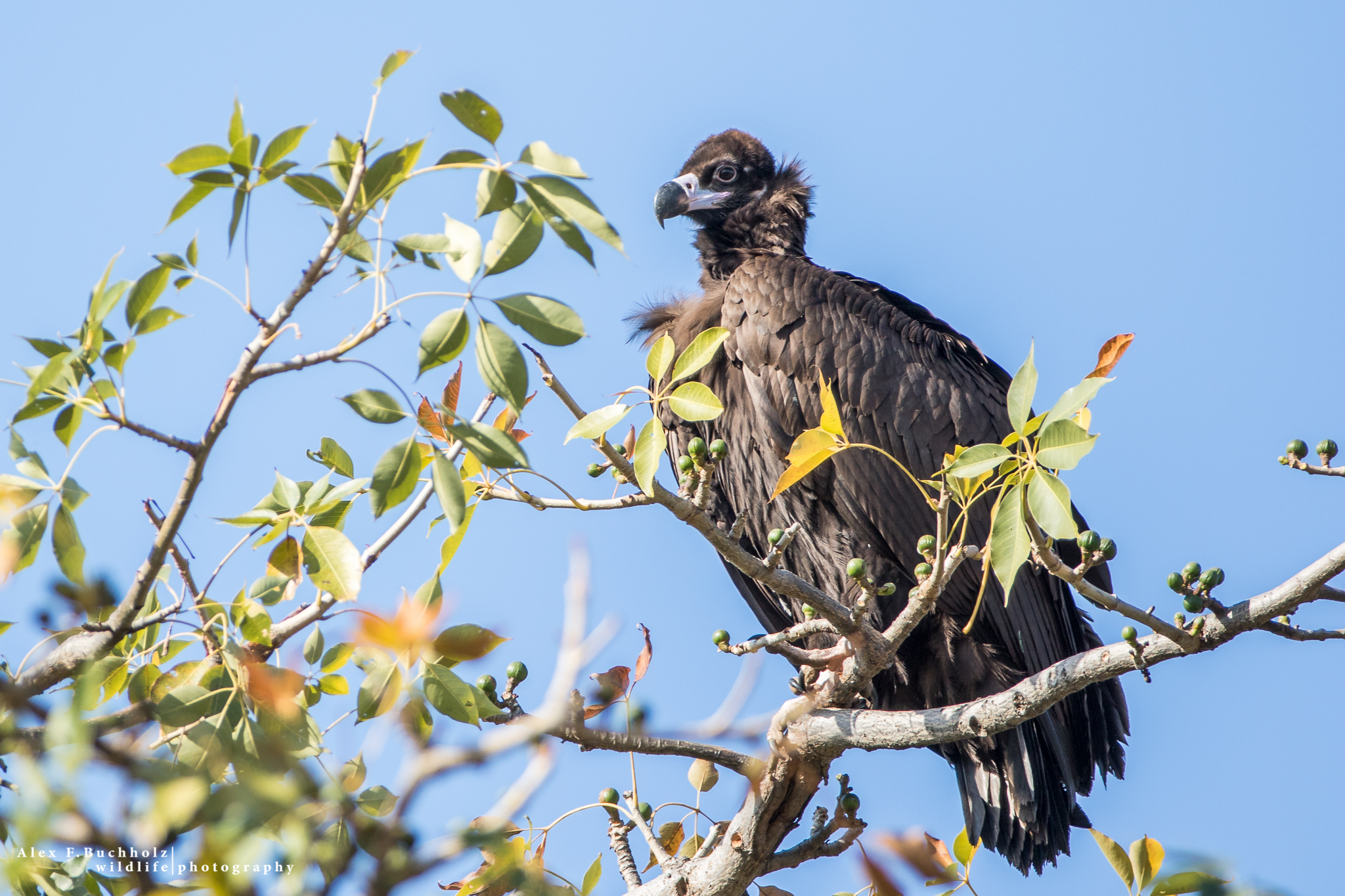 Cinereous Vulture