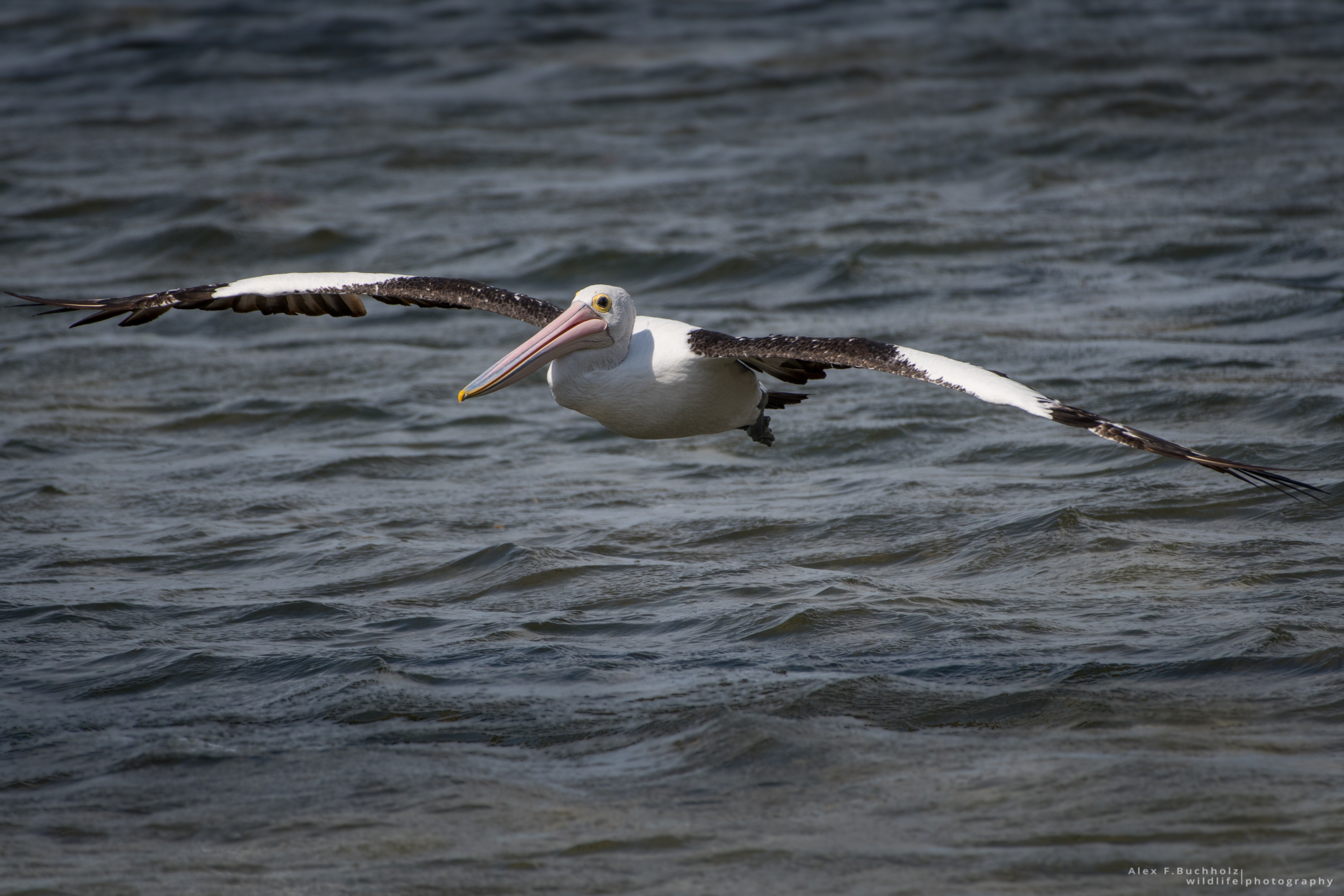 Pelican