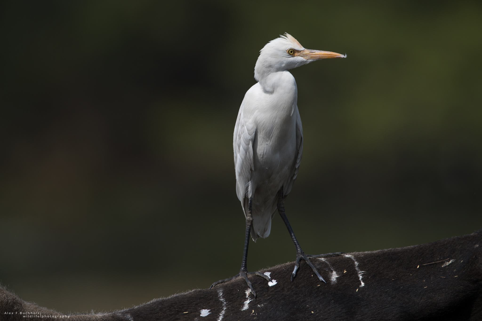 Little Egret