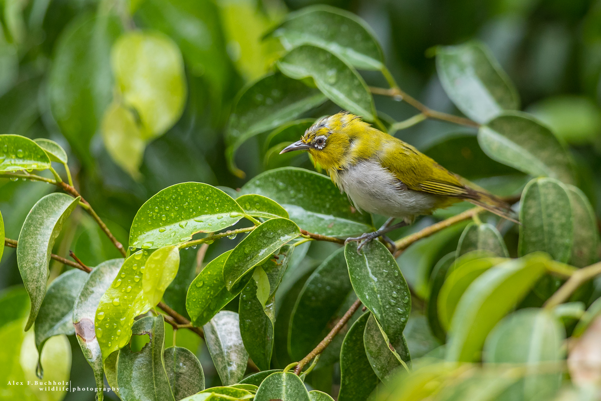 Oriental White Eye
