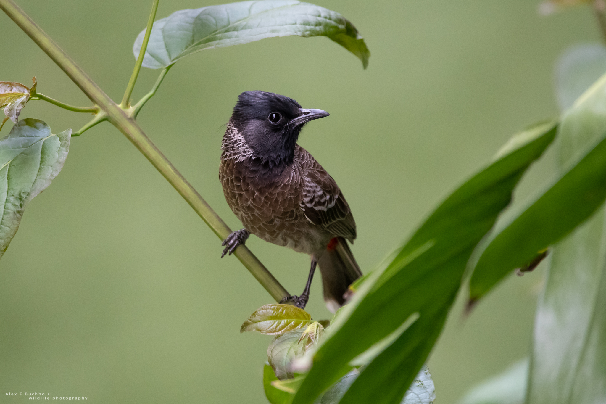 Red-Vented Bulbul