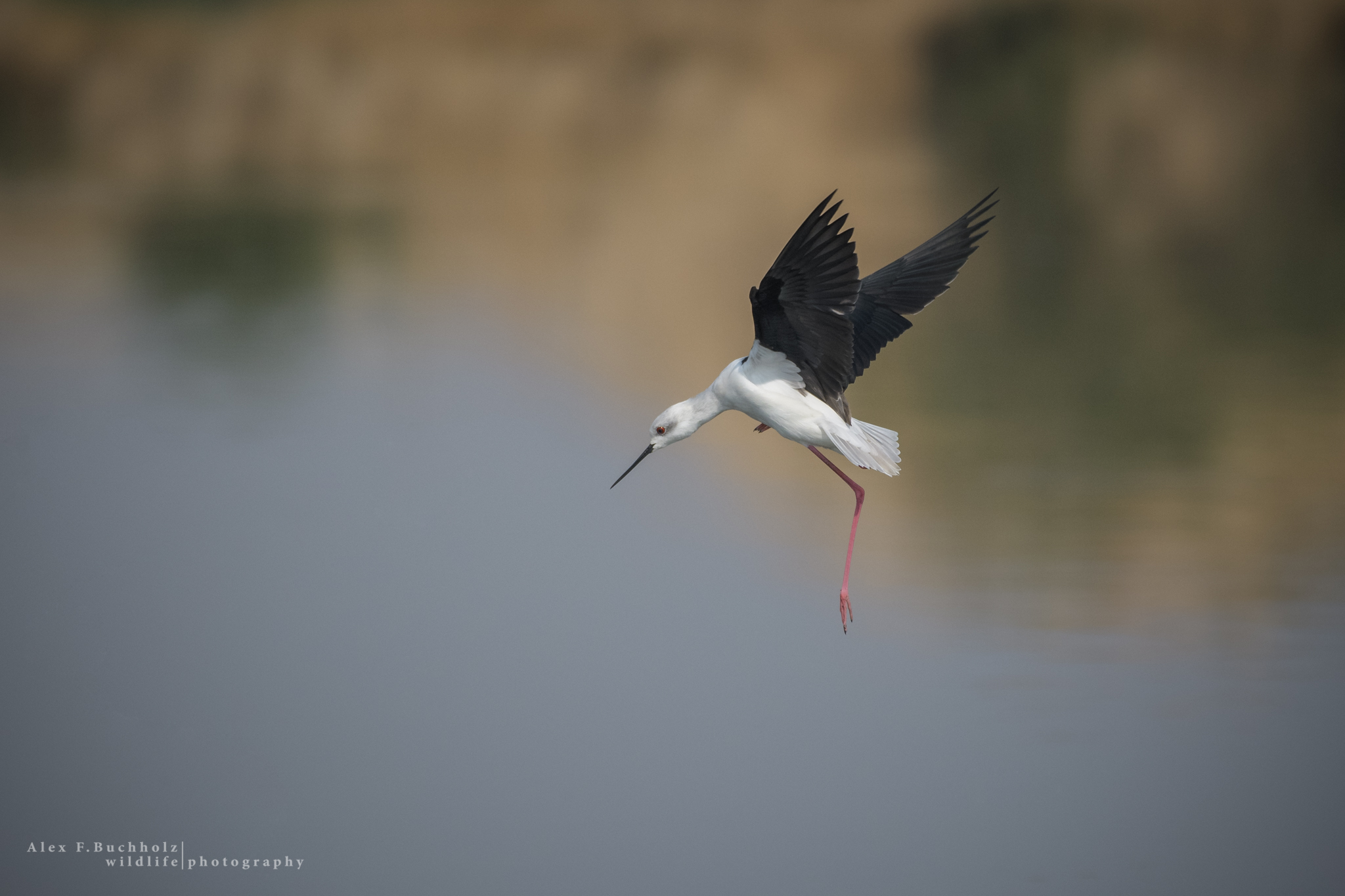 Black Winged Stilt