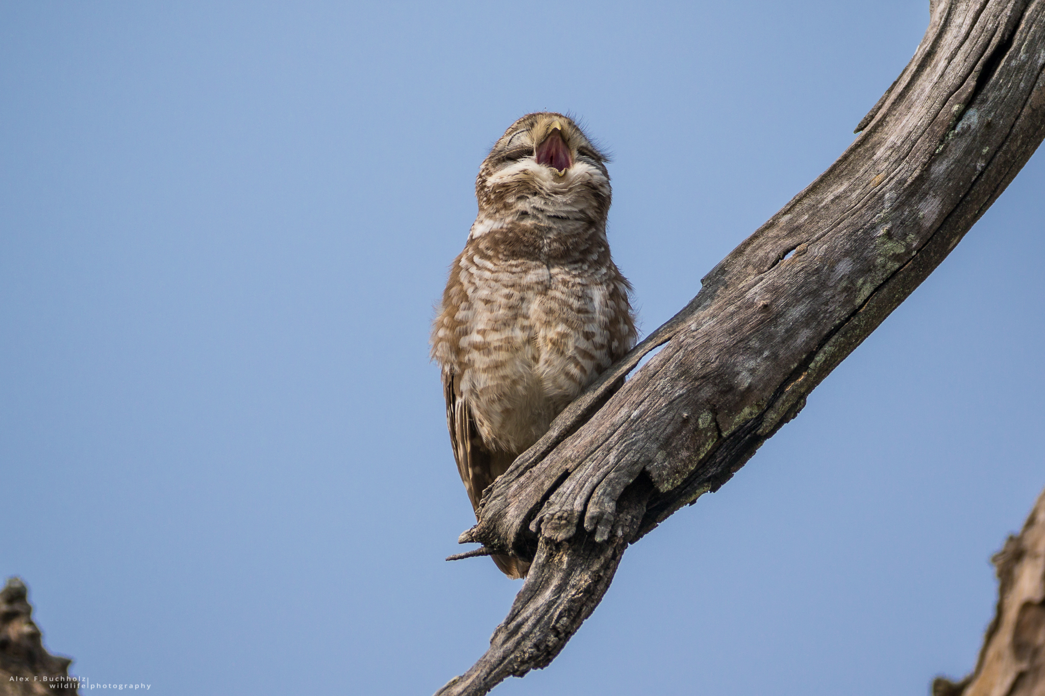 Spotted Owlet