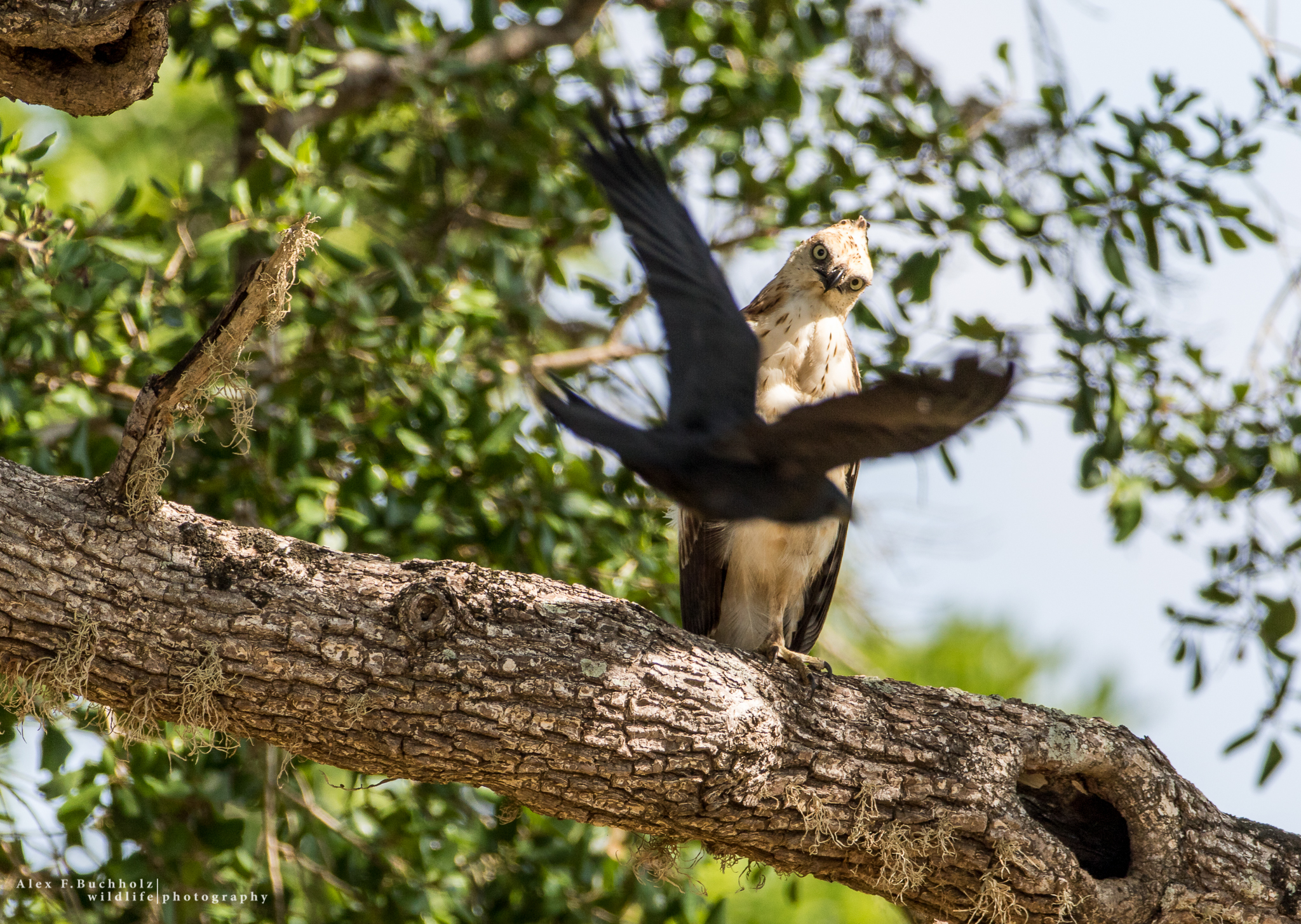 Crested Hawk Eagle