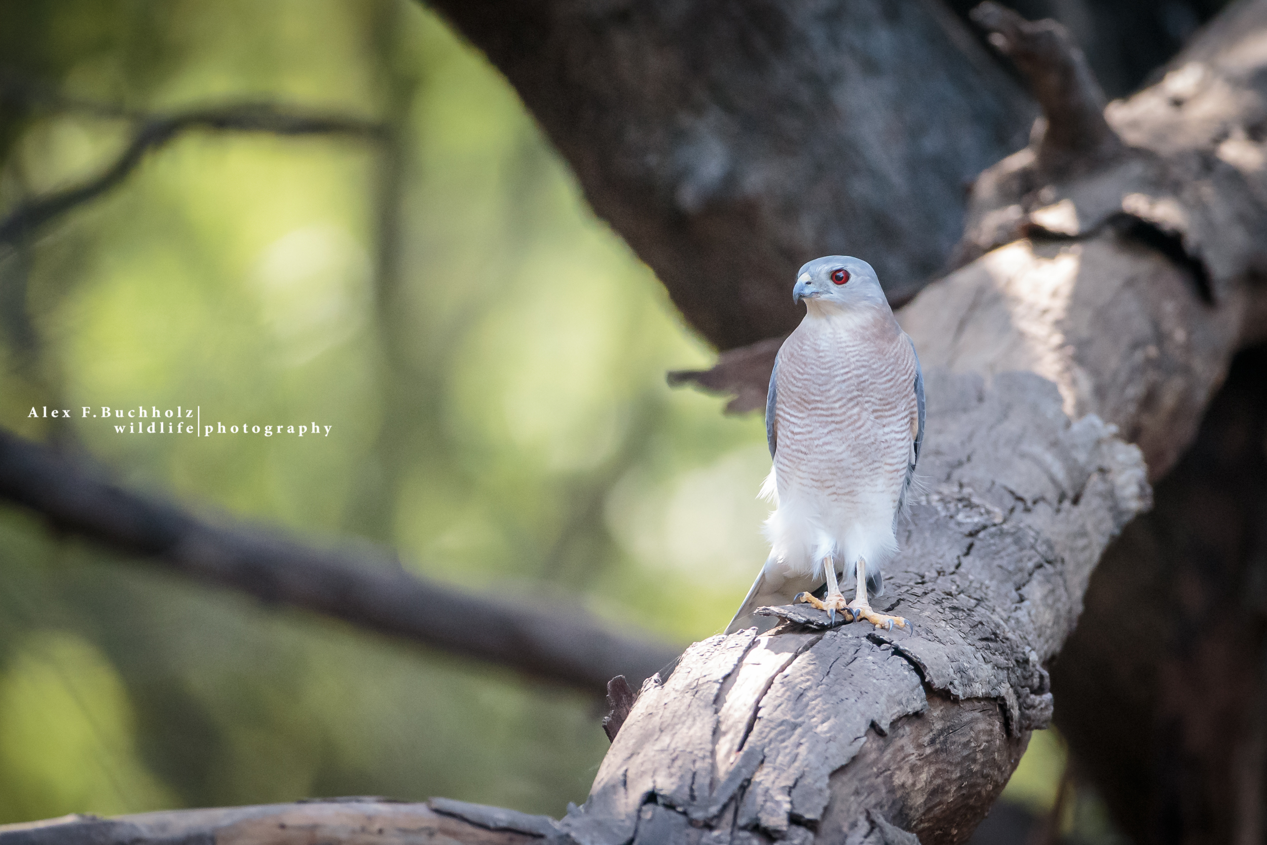 Shikra