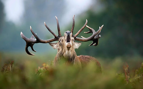 cerf1.jpg