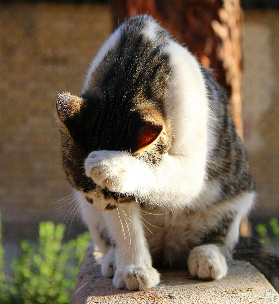 Cat grooming their face