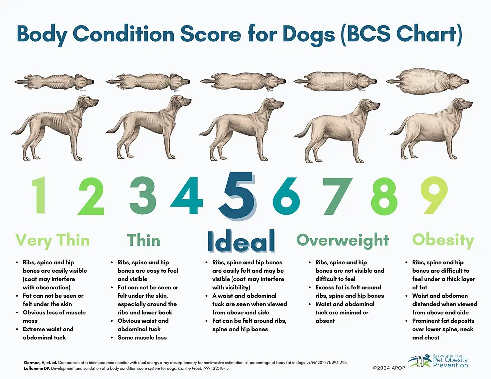 dog condition scoring chart
