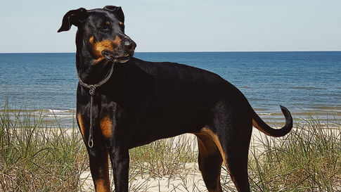 Conditions médicales du Dobermann 