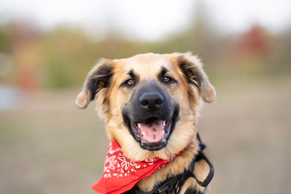 Ruffles Mission Patte Solidaire