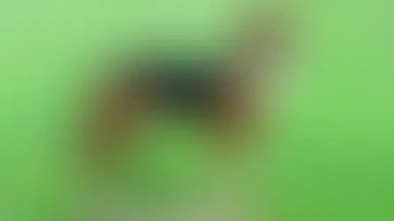 Chien courant Yougoslave tricolore