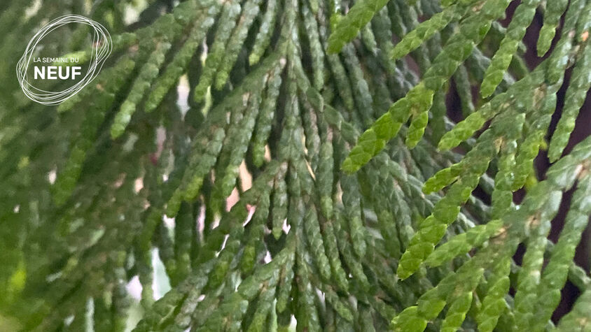 Designs for inviting