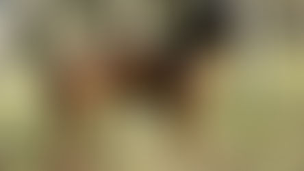 Chien de rouge de Bavière