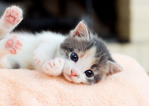 charity-kitten rescue
