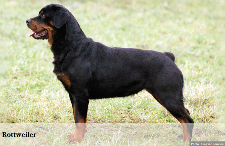 Races Rottweilers Beaucerons Shar Peïs Et Dobermans
