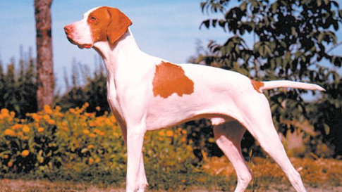 Braque Saint-Germain