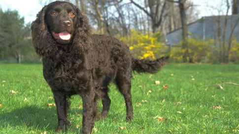 Conditions médicales du Chien d'eau américain