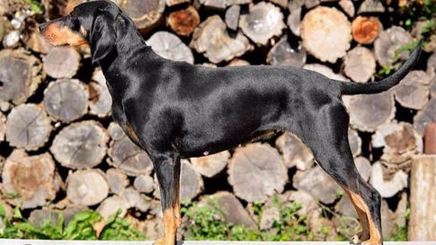 Chien courant de Transylvanie