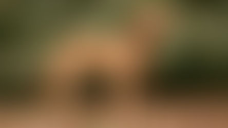 Retriever de la baie de Chesapeake