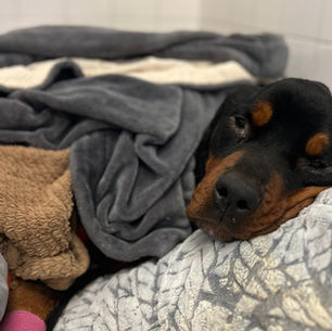 Mission Mayday au Journal de Québec