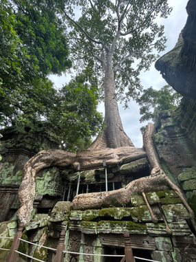 Angkor Temple (Ta Prohm)