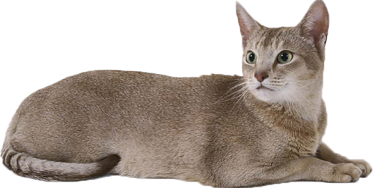 Cat-PNG-Free-Download.png