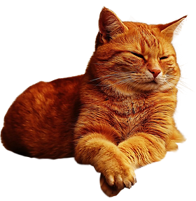 ginger-cat-lazing.png