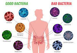 Gut bacteria.jpeg