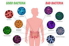 Gut bacteria.jpeg