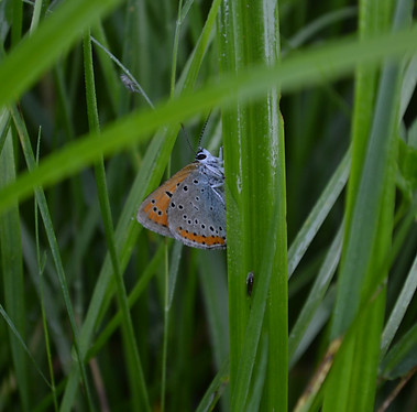 DSC_0097.JPG