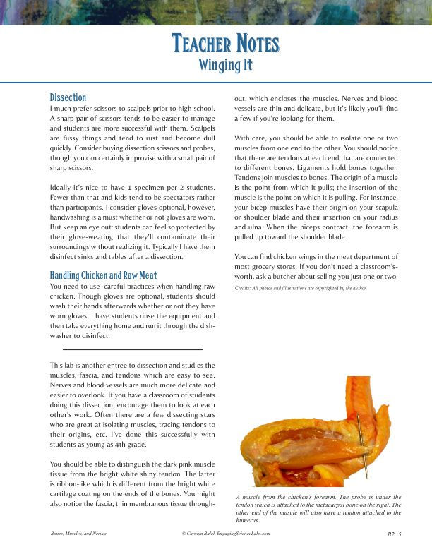 Thumbnail: Chicken Wing Dissection: Bones and Muscles and Tendons Study, PDF Instructions