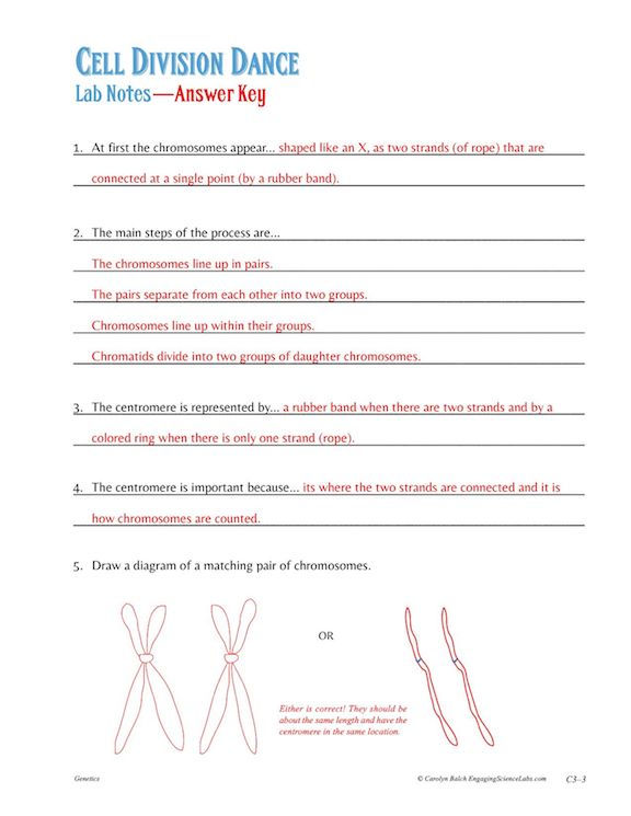 Thumbnail: Mitosis and Meiosis Lab Activity—A Cell Division Dance