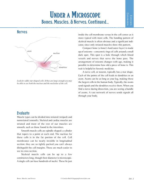 Thumbnail: Bones and Muscles and Nerves: Microscope Study